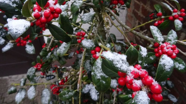 Schnee auf Ilex Schnee auf Ilex
