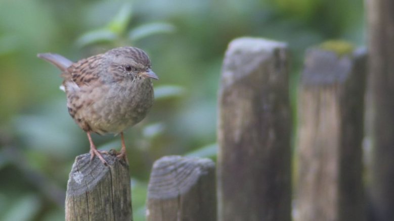 Heckenbraunelle Heckenbraunelle