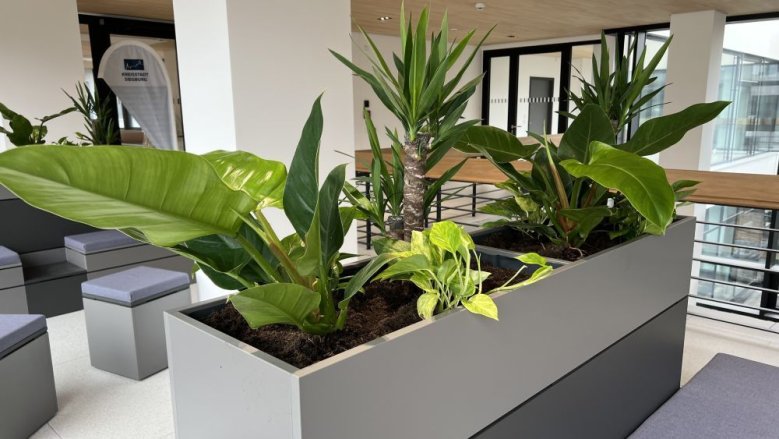 Grünpflanzen Rathaus