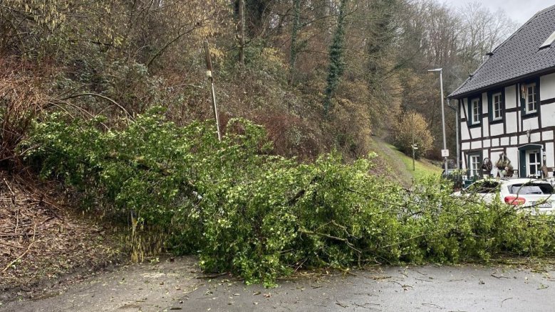 FW umgestürzter Baum