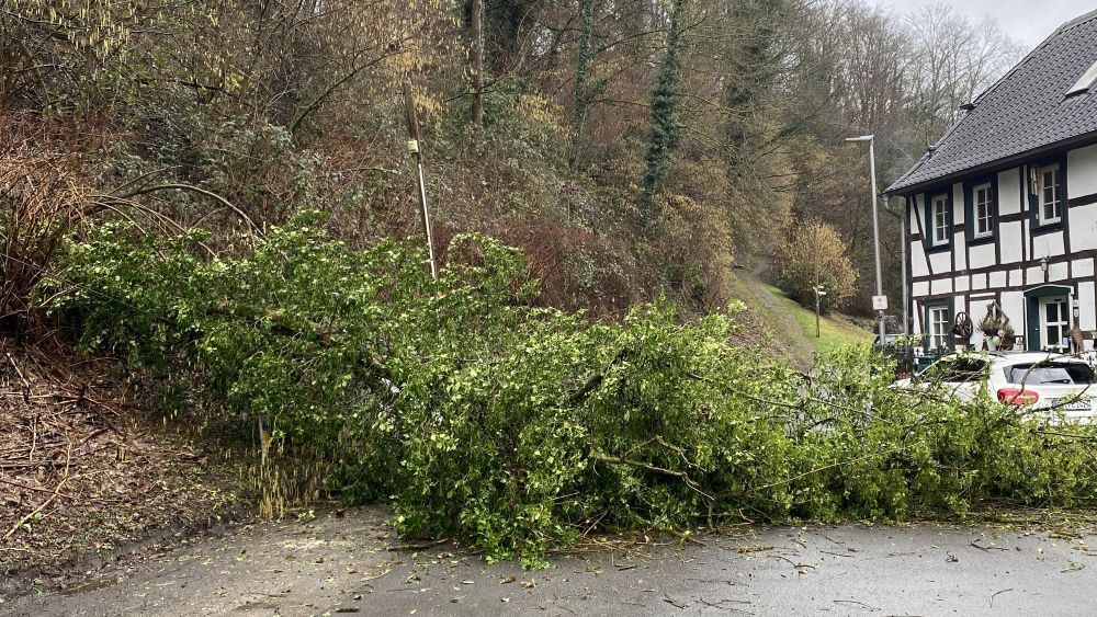FW umgestürzter Baum
