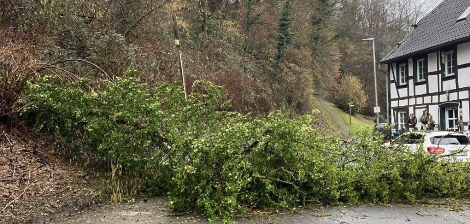 FW umgestürzter Baum FW umgestürzter Baum