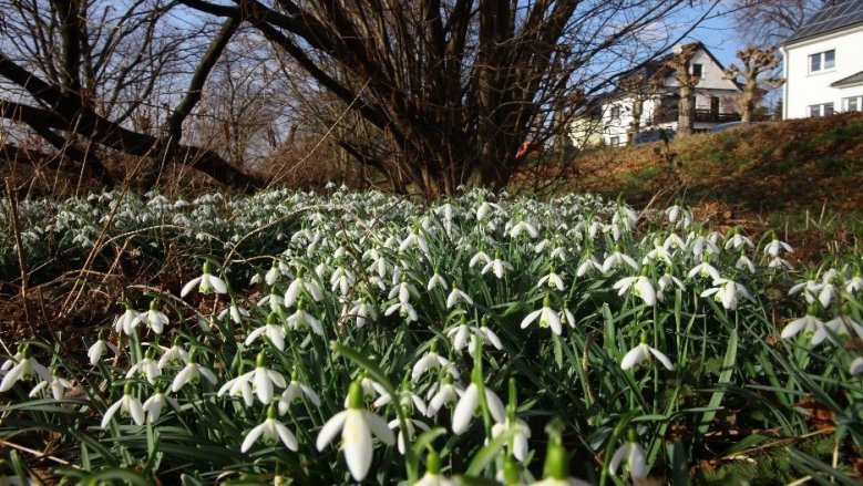 Schneeglöckchen 2021