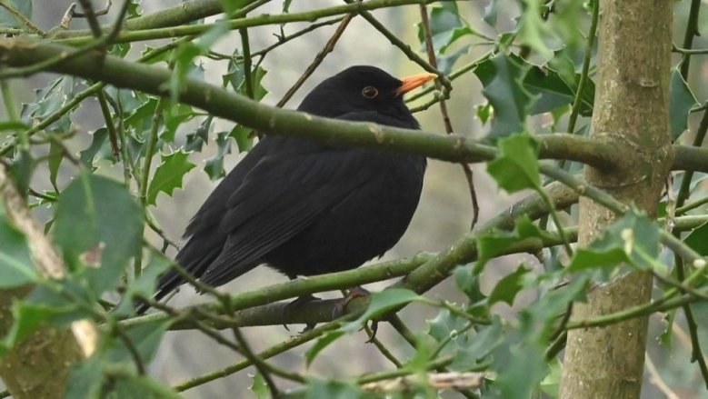 Amsel