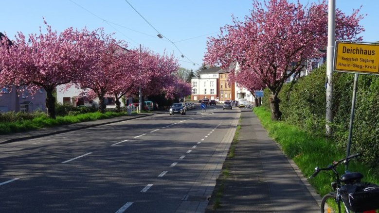 Kirschblüte Deichhaus