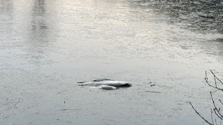 toter Schwan toter Schwan