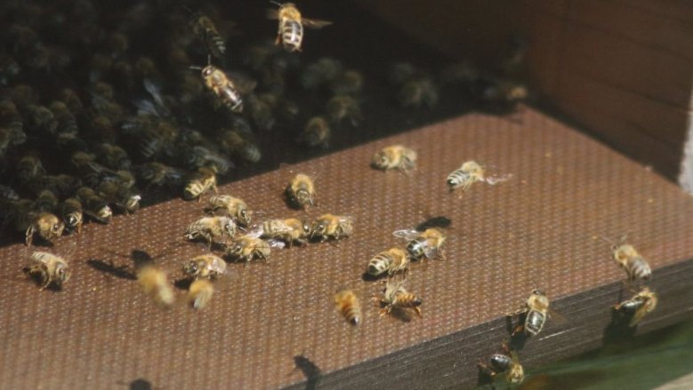 Honigbienen Honigbienen