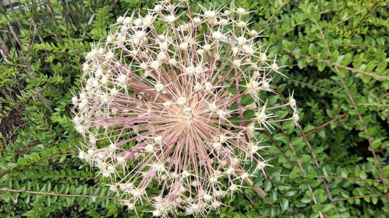 Pusteblume Pusteblume