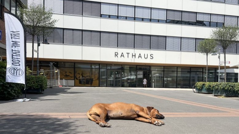 Fauler Hund Fauler Hund