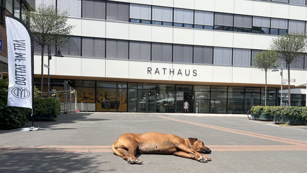 Fauler Hund Fauler Hund