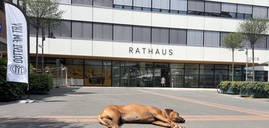 Fauler Hund Fauler Hund