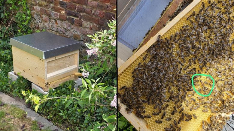 Binnurs Bienen