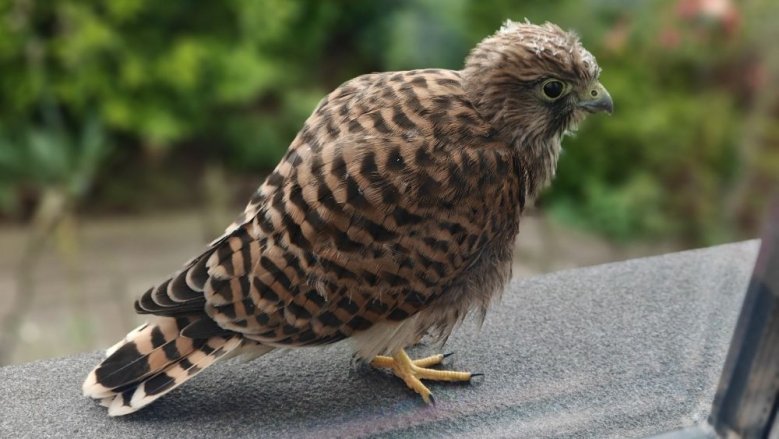 Turmfalke Turmfalke