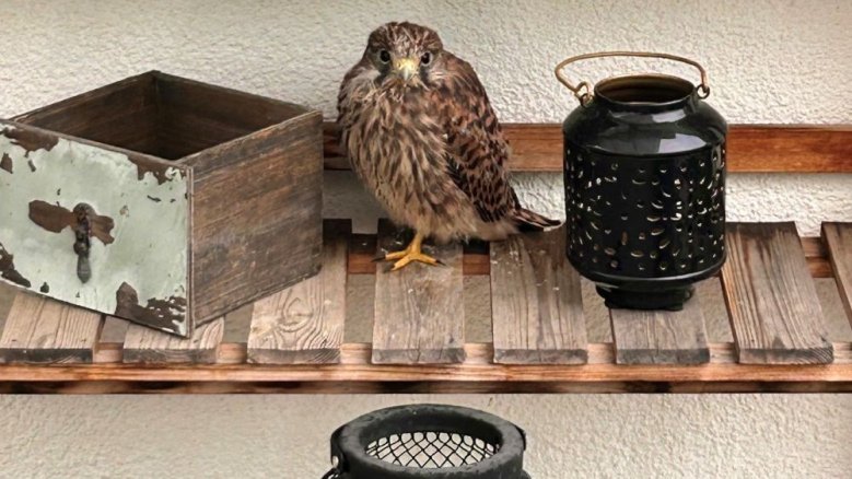 Turmfalke