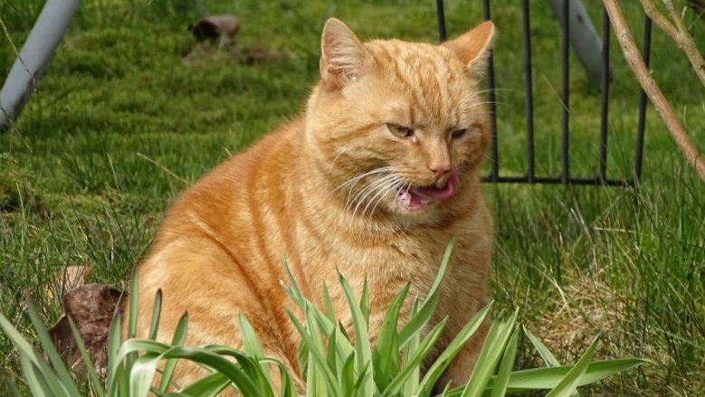vermisster Kater vermisster Kater