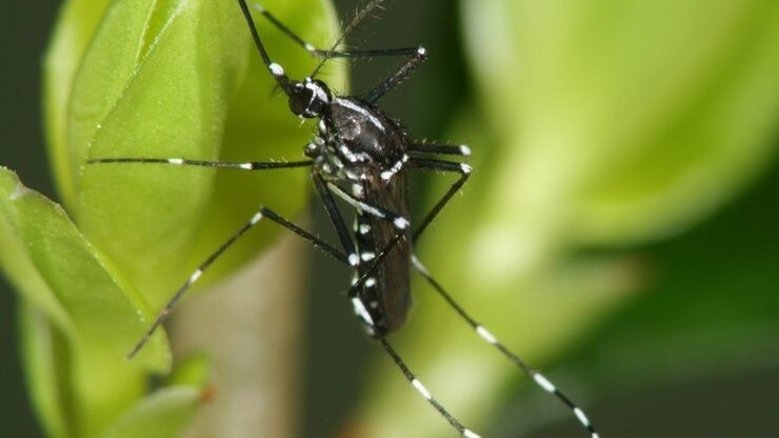Asiatische Tigermücke