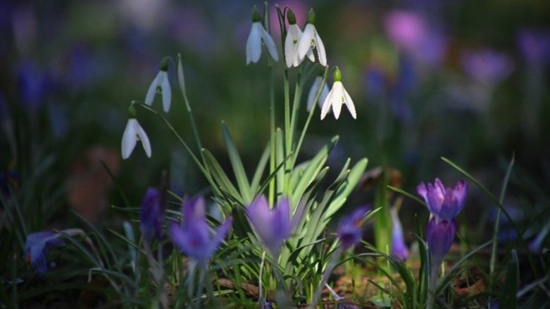 Schneeglöckchen im Krokusrahmen Schneeglöckchen im Krokusrahmen