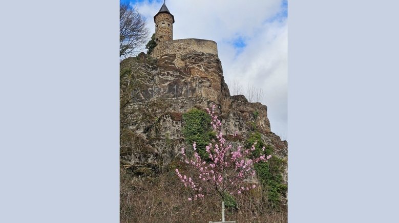 Frühling Johannistürmchen Frühling Johannistürmchen