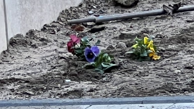 Stiefmütterchen Rathausbaustelle