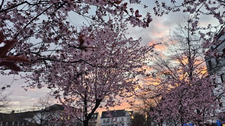 Pink gegen Rassismus