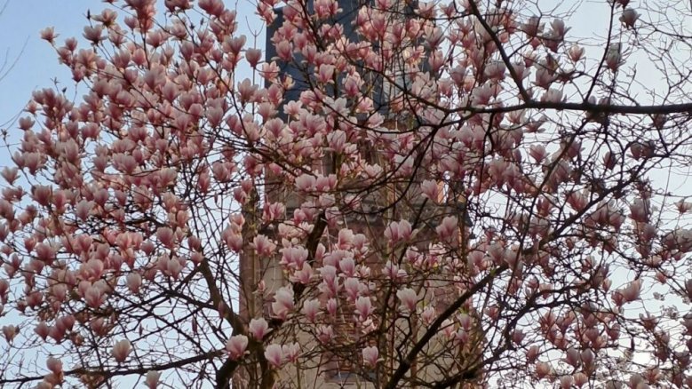 Magnolienblüte Magnolienblüte