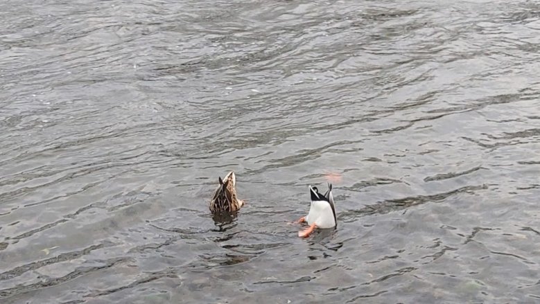 Alle meine Entchen Alle meine Entchen