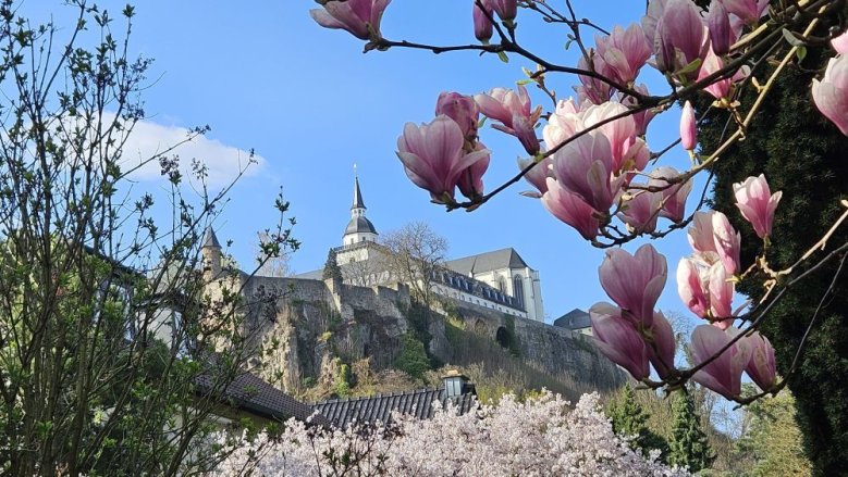 Magnolien und Michaelsberg Magnolien und Michaelsberg