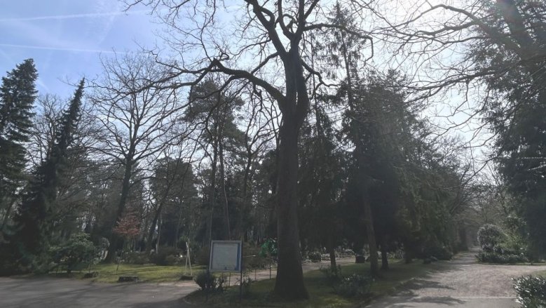 Baumfällungen Kaldauen Baumfällungen Kaldauen