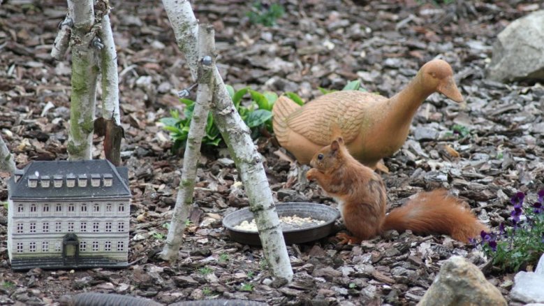 Eichhörnchen
