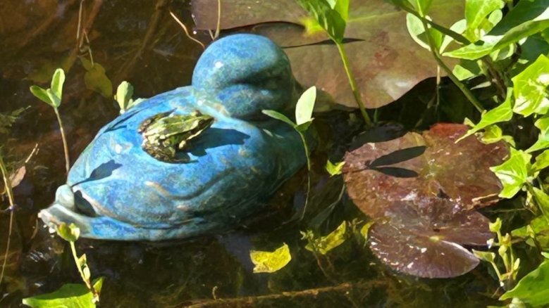 Frosch liebt Ente Frosch liebt Ente