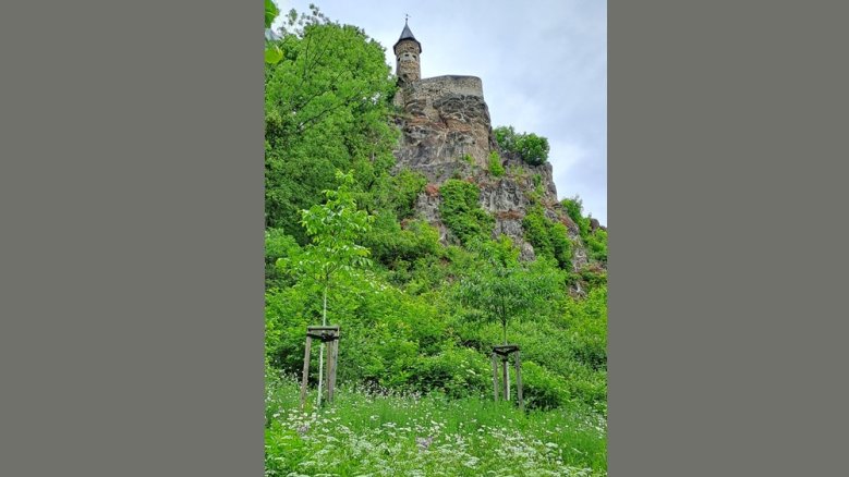 Johannistürmchen Johannistürmchen