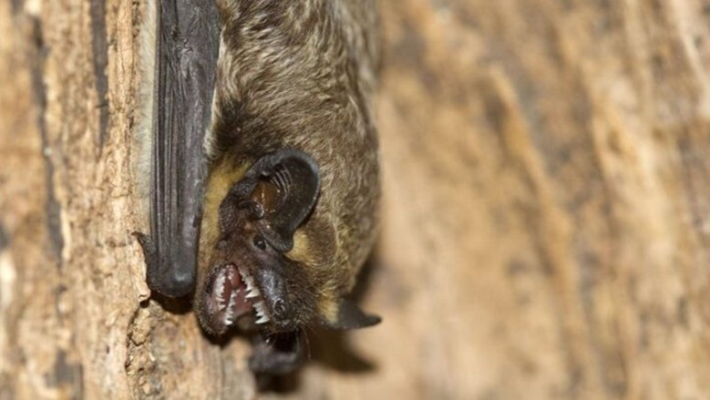 Fledermaus Fledermaus