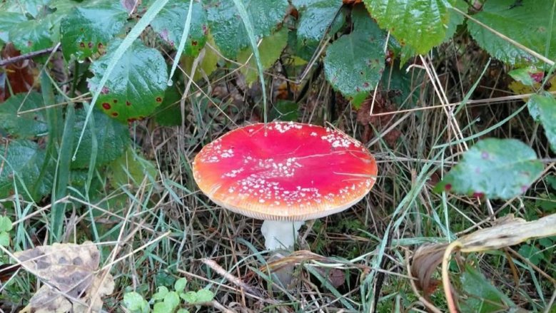 Fliegenpilz Fliegenpilz