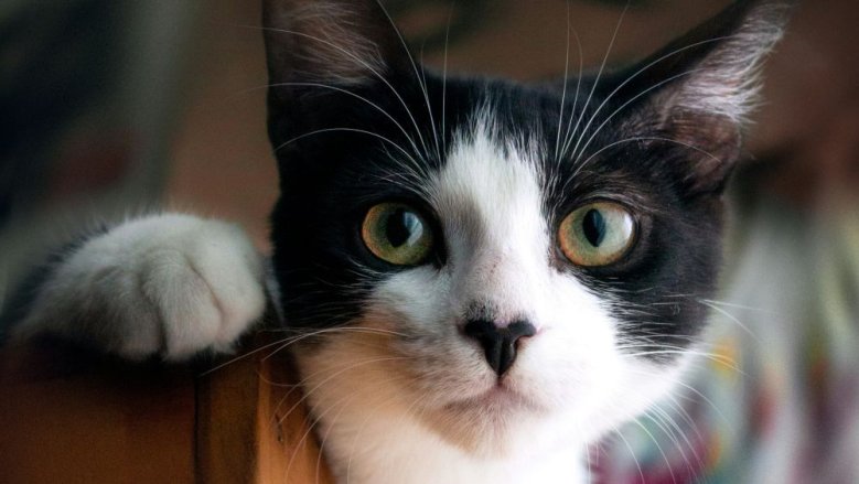 Katze Katze
