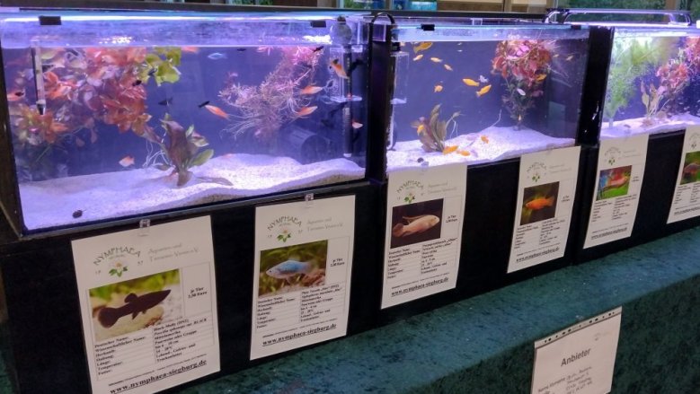 Aquaristik-Börse Aquaristik-Börse