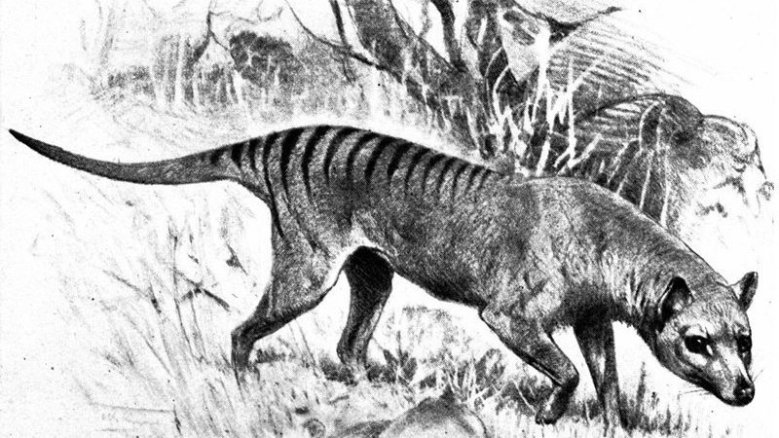 Beutelwolf
