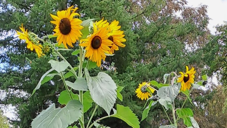 Sonnenblume