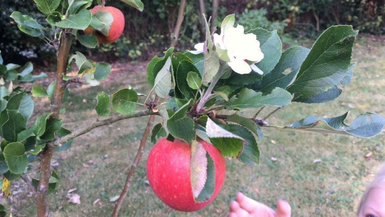 Apfelblüte