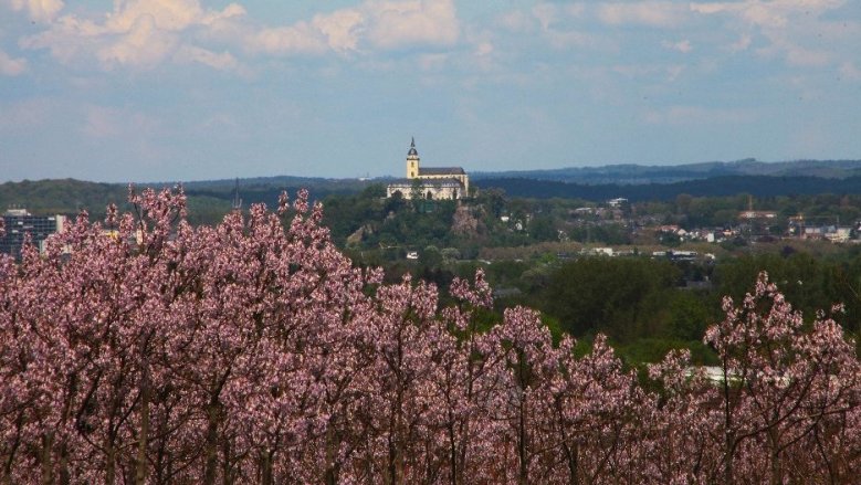 Blauglockenbäume und Michaelsberg