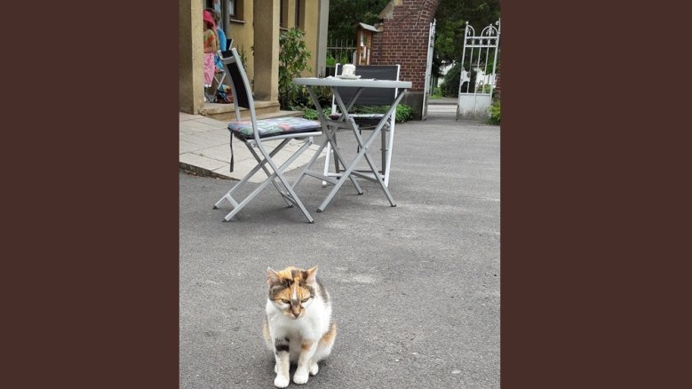 Friedhofskatze.jpg Friedhofskatze.jpg