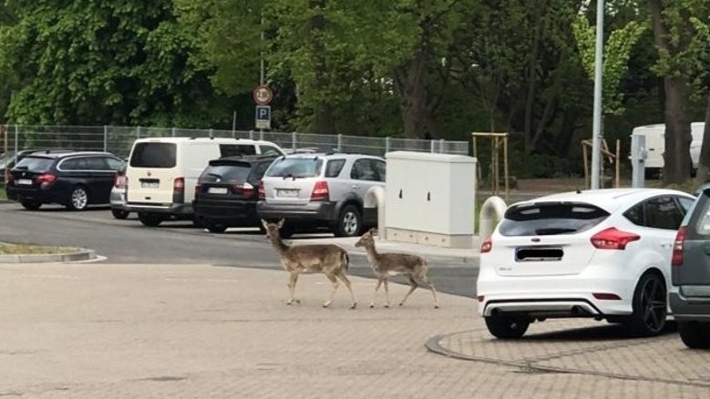 FW Rehe