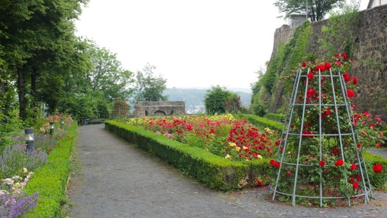 Rosengarten 2016