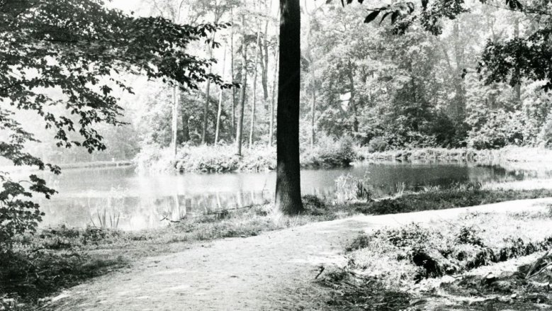 Waldgebiet nahe Steinbahn Juli 69