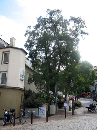 Das Foto zeigt  den Baum an der Bergstraße, der gefällt werden soll