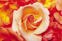 Das Foto zeigt eine lachsfarbene Rose