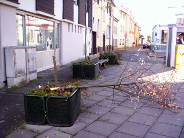Der beschädigte Baum an der Ecke Luisenstraße/Aggerstraße