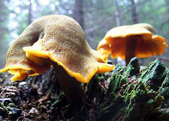 Das Foto zeigt zwei Pilze auf einem Waldboden