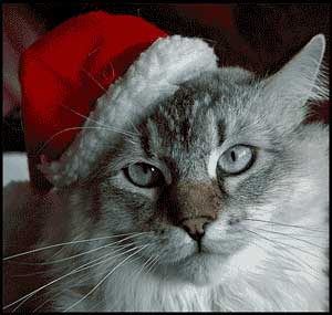 Amerikanische Waldkatze mit Weihnachtsmütze