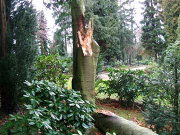 Die Folgen des Sturm: Ein auseinandergebrochener Baum