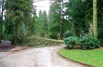 Ein infolge des Sturms umgestürzter Baum versperrt den Weg auf dem Nordfriedhof 